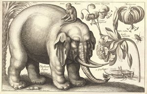 Elefant og blomster. Stat 2 af Wenceslaus Hollar